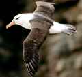 Чернобровый альбатрос фото (Thalassarche melanophris) - изображение №65 onbird.ru.<br>Источник: blog.chatterbirds.com